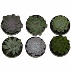 Hot Sale 💯 Costa Farms Echeveria Succulent Assortment in 4in Grower Pot (3 pack) 😍