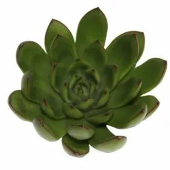 Hot Sale 💯 Costa Farms Echeveria Succulent Assortment in 4in Grower Pot (3 pack) 😍 -Pavestone || Costa Farms Shop costa farms succulents 4succechgrow3pk fa 1000