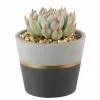 Deals 😀 Costa Farms Echeveria Succulent in 4 in. Charcoal Modern Ceramic Planter 🎉 -Pavestone || Costa Farms Shop costa farms succulents 4sucechmasonmah 64 1000