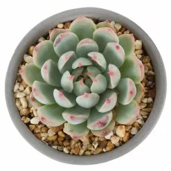 Deals 😀 Costa Farms Echeveria Succulent in 4 in. Charcoal Modern Ceramic Planter 🎉 -Pavestone || Costa Farms Shop costa farms succulents 4sucechmasonmah c3 1000