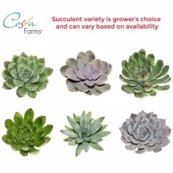 Deals 😀 Costa Farms Echeveria Succulent in 4 in. Charcoal Modern Ceramic Planter 🎉 -Pavestone || Costa Farms Shop costa farms succulents 4sucechmasonmah fa 1000
