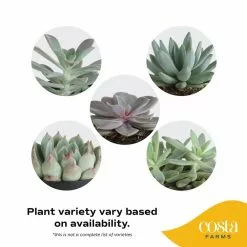 Hot Sale ❤️ Costa Farms Echeveria Succulent in 4 in. Decor Planter 😉 -Pavestone || Costa Farms Shop costa farms succulents 4sucechmasonseb 4f 1000