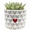 Hot Sale โค๏ธ Costa Farms Echeveria Succulent in 4 in. Decor Planter ๐ 1 Hot Sale โค๏ธ Costa Farms Echeveria Succulent in 4 in. Decor Planter ๐ -Pavestone || Costa Farms Shop costa farms succulents 4sucechmasonseb 64 1000