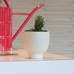 Coupon 🥰 Costa Farms Haworthia Succulent Assortment in 4 in. Grower Pot (3-Pack) 🛒 -Pavestone || Costa Farms Shop costa farms succulents 4suchawgrow3pk 31 1000