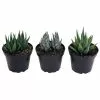 Coupon 🥰 Costa Farms Haworthia Succulent Assortment in 4 in. Grower Pot (3-Pack) 🛒 2 Coupon 🥰 Costa Farms Haworthia Succulent Assortment in 4 in. Grower Pot (3-Pack) 🛒 -Pavestone || Costa Farms Shop costa farms succulents 4suchawgrow3pk 64 1000