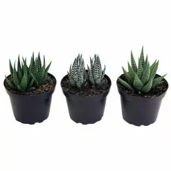Coupon 🥰 Costa Farms Haworthia Succulent Assortment in 4 in. Grower Pot (3-Pack) 🛒