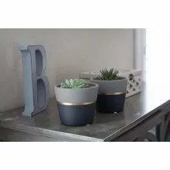 Buy 🥰 Costa Farms Haworthia Succulent in 4 in. Charcoal Modern Ceramic Planter ✨ -Pavestone || Costa Farms Shop costa farms succulents 4suchawmasonmah 4f 1000