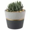 Buy 🥰 Costa Farms Haworthia Succulent in 4 in. Charcoal Modern Ceramic Planter ✨ -Pavestone || Costa Farms Shop costa farms succulents 4suchawmasonmah 64 1000