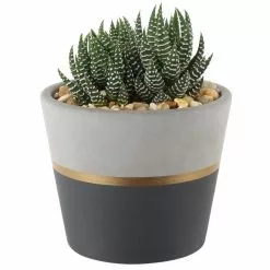 Buy 🥰 Costa Farms Haworthia Succulent in 4 in. Charcoal Modern Ceramic Planter ✨