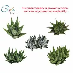 Buy 🥰 Costa Farms Haworthia Succulent in 4 in. Charcoal Modern Ceramic Planter ✨ -Pavestone || Costa Farms Shop costa farms succulents 4suchawmasonmah fa 1000
