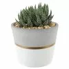 Flash Sale 🧨 Costa Farms Haworthia Succulent in 4 in. White Modern Ceramic Planter 🔔 -Pavestone || Costa Farms Shop costa farms succulents 4suchawmasonseb 64 1000