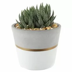 Flash Sale 🧨 Costa Farms Haworthia Succulent in 4 in. White Modern Ceramic Planter 🔔