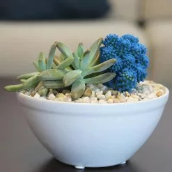 Buy 🛒 Costa Farms Blue Desert Gems Garden in 6 in. Gloss Ceramic Bowl 🧨 -Pavestone || Costa Farms Shop costa farms succulents 6desgembluglobw 31 1000