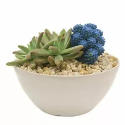 Buy 🛒 Costa Farms Blue Desert Gems Garden in 6 in. Gloss Ceramic Bowl 🧨