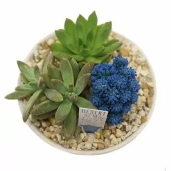 Buy 🛒 Costa Farms Blue Desert Gems Garden in 6 in. Gloss Ceramic Bowl 🧨 -Pavestone || Costa Farms Shop costa farms succulents 6desgembluglobw a0 1000