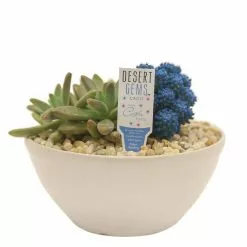 Buy 🛒 Costa Farms Blue Desert Gems Garden in 6 in. Gloss Ceramic Bowl 🧨 -Pavestone || Costa Farms Shop costa farms succulents 6desgembluglobw c3 1000