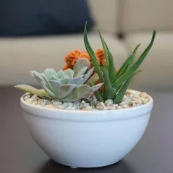 Cheapest 🛒 Costa Farms Orange Desert Gems Garden in 6 in. Gloss Ceramic Bowl 🧨 -Pavestone || Costa Farms Shop costa farms succulents 6desgemorgglobw 31 1000