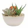 Cheapest 🛒 Costa Farms Orange Desert Gems Garden in 6 in. Gloss Ceramic Bowl 🧨 1 Cheapest 🛒 Costa Farms Orange Desert Gems Garden in 6 in. Gloss Ceramic Bowl 🧨 -Pavestone || Costa Farms Shop costa farms succulents 6desgemorgglobw 64 1000