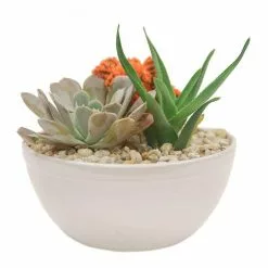 Cheapest 🛒 Costa Farms Orange Desert Gems Garden in 6 in. Gloss Ceramic Bowl 🧨