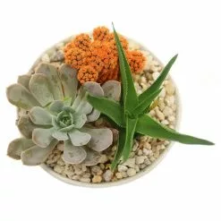 Cheapest 🛒 Costa Farms Orange Desert Gems Garden in 6 in. Gloss Ceramic Bowl 🧨 -Pavestone || Costa Farms Shop costa farms succulents 6desgemorgglobw a0 1000