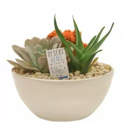 Cheapest 🛒 Costa Farms Orange Desert Gems Garden in 6 in. Gloss Ceramic Bowl 🧨 -Pavestone || Costa Farms Shop costa farms succulents 6desgemorgglobw c3 1000