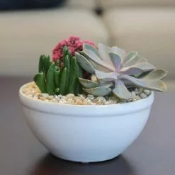Best reviews of 🤩 Costa Farms Pink Desert Gems Garden in 6 in. Gloss Ceramic Bowl 🔥 -Pavestone || Costa Farms Shop costa farms succulents 6desgempnkglobw 31 1000