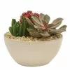 Best reviews of 🤩 Costa Farms Pink Desert Gems Garden in 6 in. Gloss Ceramic Bowl 🔥 -Pavestone || Costa Farms Shop costa farms succulents 6desgempnkglobw 64 1000