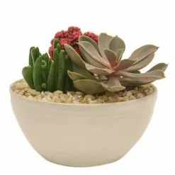Best reviews of 🤩 Costa Farms Pink Desert Gems Garden in 6 in. Gloss Ceramic Bowl 🔥