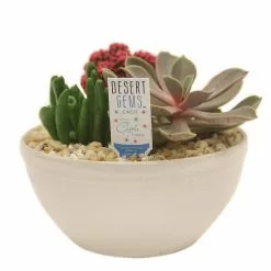 Best reviews of 🤩 Costa Farms Pink Desert Gems Garden in 6 in. Gloss Ceramic Bowl 🔥 -Pavestone || Costa Farms Shop costa farms succulents 6desgempnkglobw c3 1000