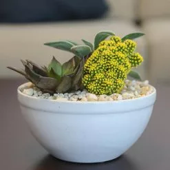 Best deal ❤️ Costa Farms Yellow Desert Gems Garden in 6 in. Gloss Ceramic Bowl 🎉 -Pavestone || Costa Farms Shop costa farms succulents 6desgemyelglobw 31 1000