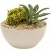 Best deal ❤️ Costa Farms Yellow Desert Gems Garden in 6 in. Gloss Ceramic Bowl 🎉 -Pavestone || Costa Farms Shop costa farms succulents 6desgemyelglobw 64 1000