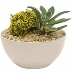 Best deal ❤️ Costa Farms Yellow Desert Gems Garden in 6 in. Gloss Ceramic Bowl 🎉