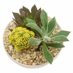 Pavestone || Costa Farms Shop -Pavestone || Costa Farms Shop costa farms succulents 6desgemyelglobw a0 1000