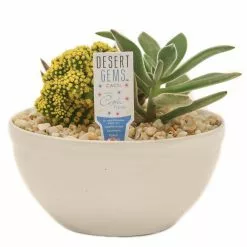 Best deal ❤️ Costa Farms Yellow Desert Gems Garden in 6 in. Gloss Ceramic Bowl 🎉 -Pavestone || Costa Farms Shop costa farms succulents 6desgemyelglobw c3 1000