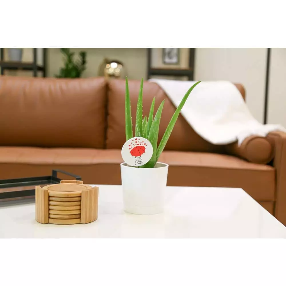 Coupon ✨ Costa Farms 4 in. Aloe in Decor Planter ⌛ 6 Coupon ✨ Costa Farms 4 in. Aloe in Decor Planter ⌛ - Image 4