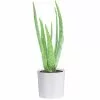 Coupon ✨ Costa Farms 4 in. Aloe in Decor Planter ⌛ -Pavestone || Costa Farms Shop costa farms succulents co av04 3 bam 64 1000