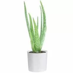 Coupon โจ Costa Farms 4 in. Aloe in Decor Planter โ