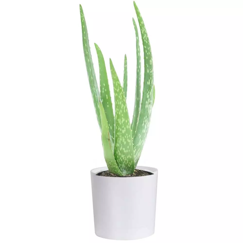 Coupon ✨ Costa Farms 4 in. Aloe in Decor Planter ⌛ 3 Coupon ✨ Costa Farms 4 in. Aloe in Decor Planter ⌛