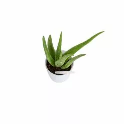 Coupon ✨ Costa Farms 4 in. Aloe in Decor Planter ⌛ 8 Coupon ✨ Costa Farms 4 in. Aloe in Decor Planter ⌛ -Pavestone || Costa Farms Shop costa farms succulents co av04 3 bam c3 1000