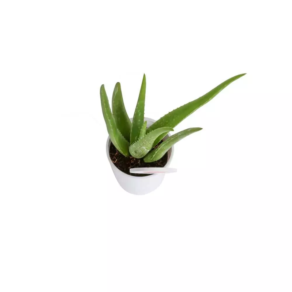 Coupon ✨ Costa Farms 4 in. Aloe in Decor Planter ⌛ 5 Coupon ✨ Costa Farms 4 in. Aloe in Decor Planter ⌛ - Image 3