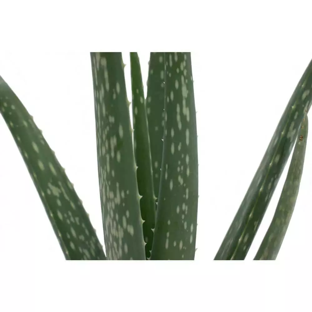 Coupon ✨ Costa Farms 4 in. Aloe in Decor Planter ⌛ 4 Coupon ✨ Costa Farms 4 in. Aloe in Decor Planter ⌛ - Image 2