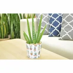 Outlet 👏 Costa Farms 4-in. Aloe Vera Plant in Printed Cactus Ceramic 💯 -Pavestone || Costa Farms Shop costa farms succulents co av04 3 wht 1f 1000