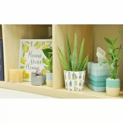 Outlet 👏 Costa Farms 4-in. Aloe Vera Plant in Printed Cactus Ceramic 💯 -Pavestone || Costa Farms Shop costa farms succulents co av04 3 wht 4f 1000