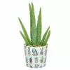 Outlet 👏 Costa Farms 4-in. Aloe Vera Plant in Printed Cactus Ceramic 💯 -Pavestone || Costa Farms Shop costa farms succulents co av04 3 wht 64 1000