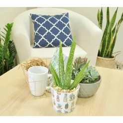 Outlet 👏 Costa Farms 4-in. Aloe Vera Plant in Printed Cactus Ceramic 💯 -Pavestone || Costa Farms Shop costa farms succulents co av04 3 wht c3 1000