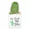 Flash Sale 🔥 Costa Farms 2.5 in. Cactus in White Ceramic 🔔 -Pavestone || Costa Farms Shop costa farms succulents co cac2 5 13 ce 64 1000