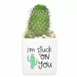 Flash Sale 🔥 Costa Farms 2.5 in. Cactus in White Ceramic 🔔