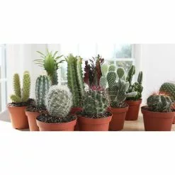 Budget 🧨 Costa Farms 4 in. Euphorbia Cactus in Grower Pot (3-Pack) 🤩 -Pavestone || Costa Farms Shop costa farms succulents co cet04 3 gp3 4f 1000