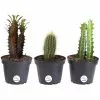 Budget 🧨 Costa Farms 4 in. Euphorbia Cactus in Grower Pot (3-Pack) 🤩 -Pavestone || Costa Farms Shop costa farms succulents co cet04 3 gp3 64 1000