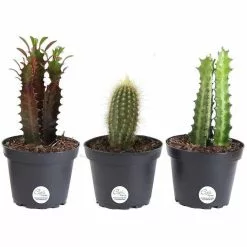 Budget 🧨 Costa Farms 4 in. Euphorbia Cactus in Grower Pot (3-Pack) 🤩